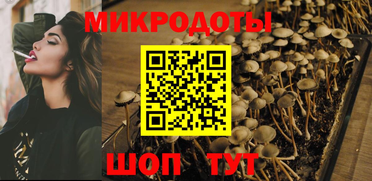 Кингисепп  Псилоцибиновые грибы Psilocybine cubensis  Вход с VPN 